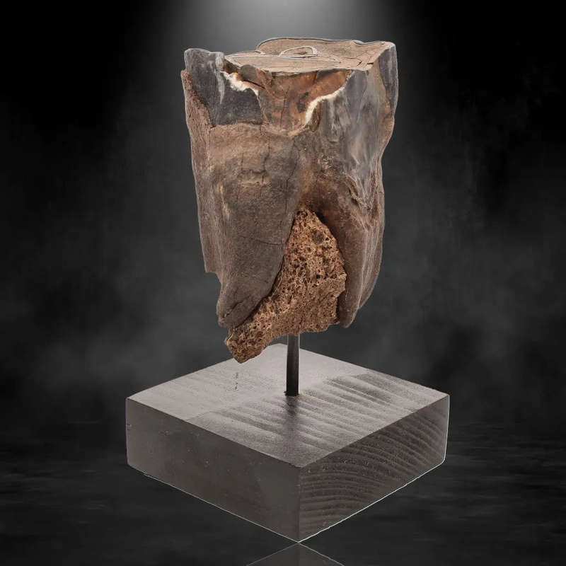 Woolly Rhino Tooth: Ancient "Smiley Face" Treasure