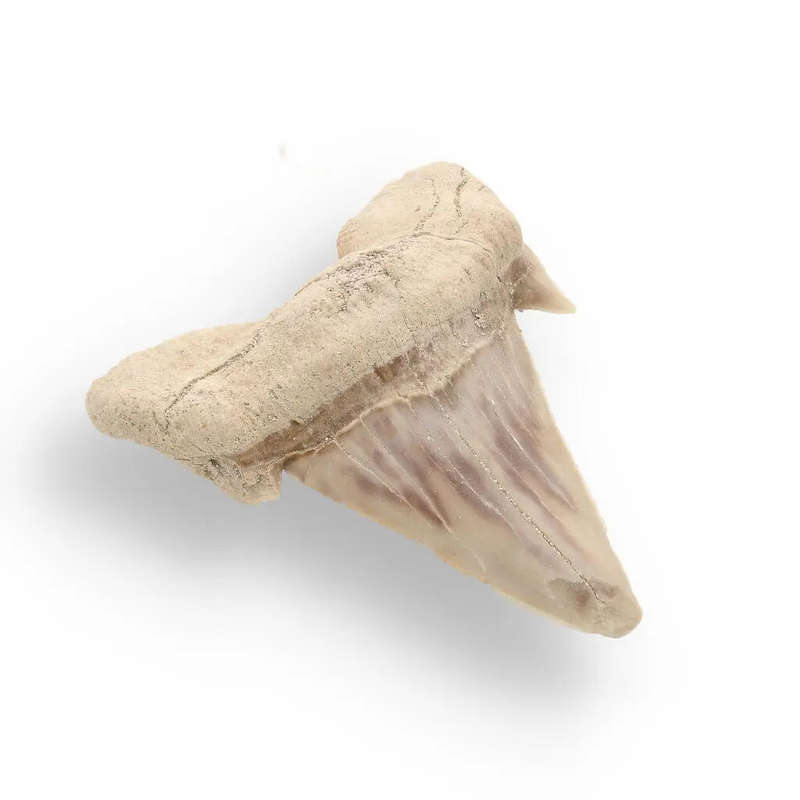Prehistoric Shark Power Preserved Perfectly