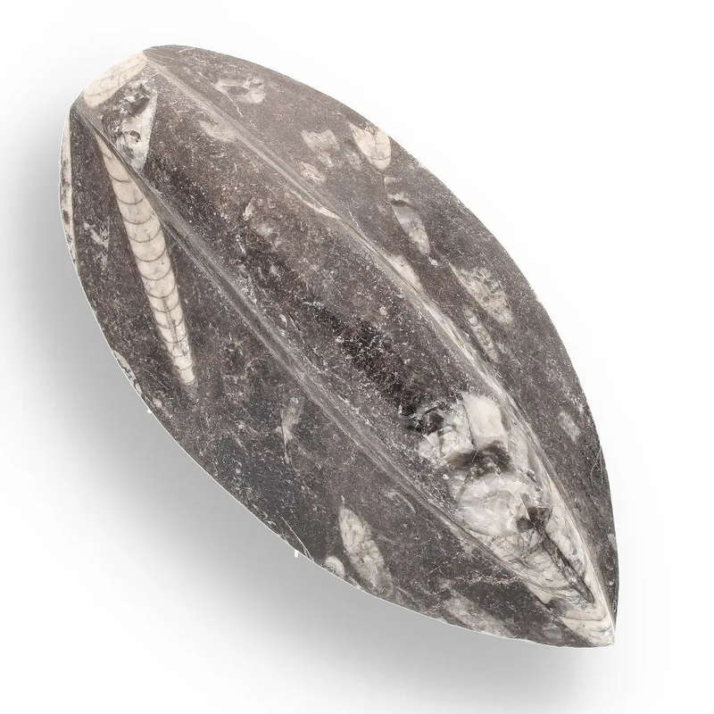 Orthoceras Fossil - Meet the Ancient Squid's Ancestor