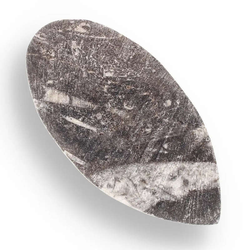 Orthoceras Fossil - Meet the Ancient Squid's Ancestor