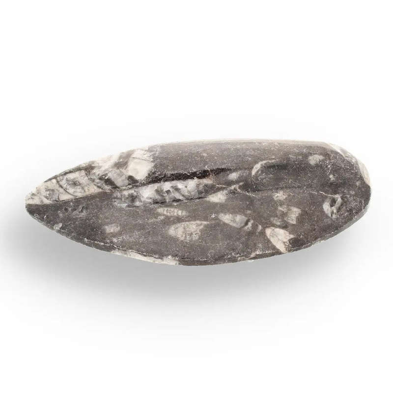 Orthoceras Fossil - Meet the Ancient Squid's Ancestor