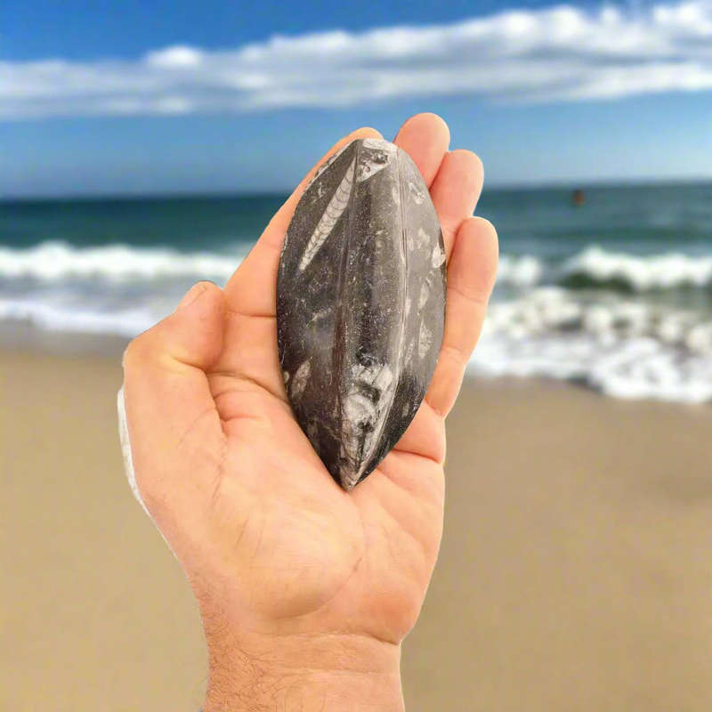 Orthoceras Fossil - Meet the Ancient Squid's Ancestor