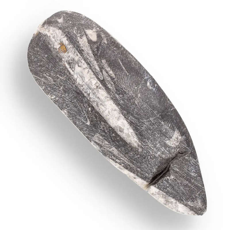 Orthoceras Straight Shell Specimen - 500 Million Year Old Cephalopod Fossil