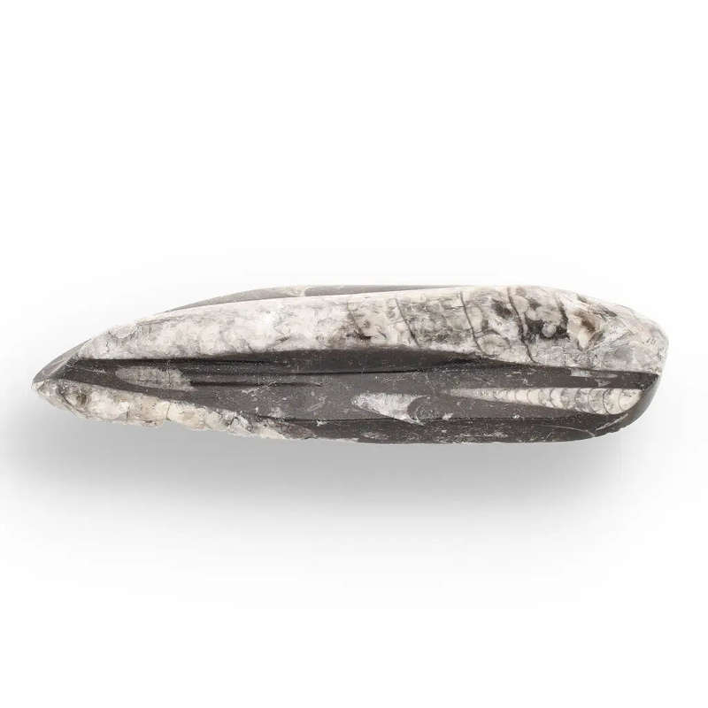 Orthoceras Straight Shell Specimen - 500 Million Year Old Cephalopod Fossil