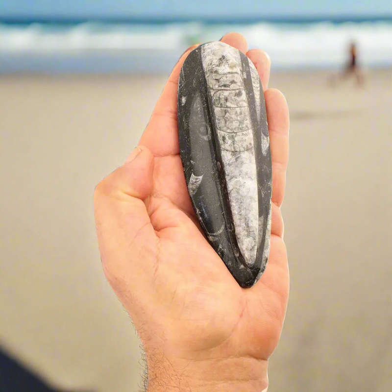 Orthoceras Straight Shell Specimen - 500 Million Year Old Cephalopod Fossil