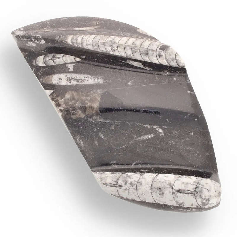 Genuine Orthoceras Fossil from Morocco - Ancient Jet-Propelled Hunter