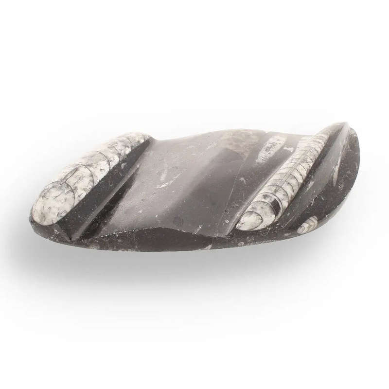 Genuine Orthoceras Fossil from Morocco - Ancient Jet-Propelled Hunter