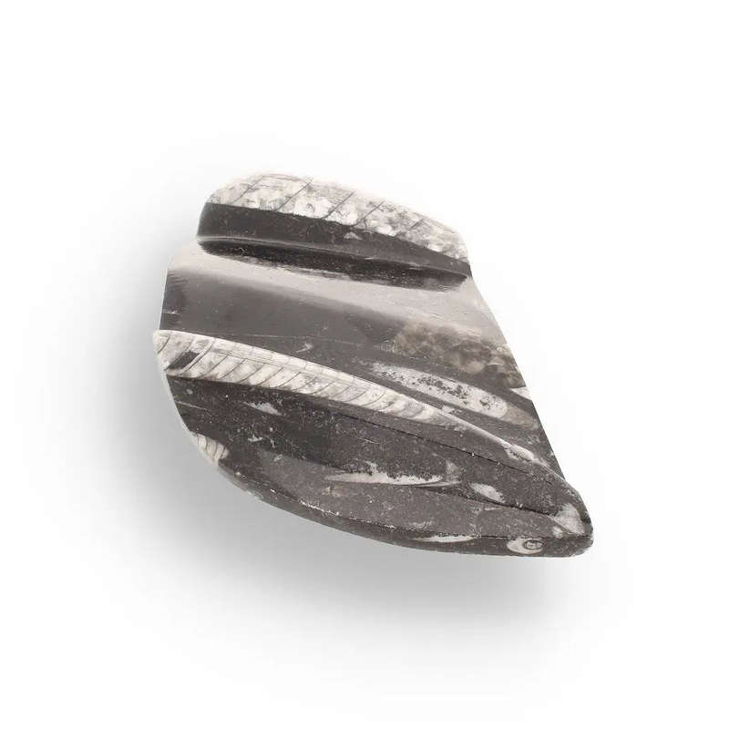 Genuine Orthoceras Fossil from Morocco - Ancient Jet-Propelled Hunter