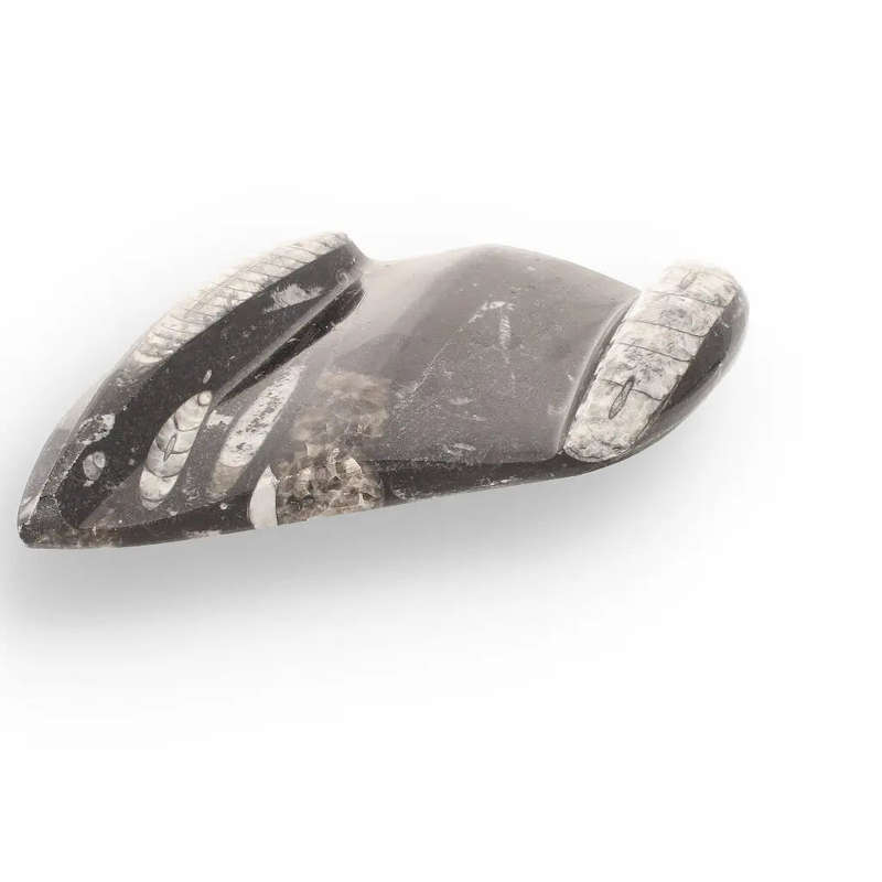 Genuine Orthoceras Fossil from Morocco - Ancient Jet-Propelled Hunter