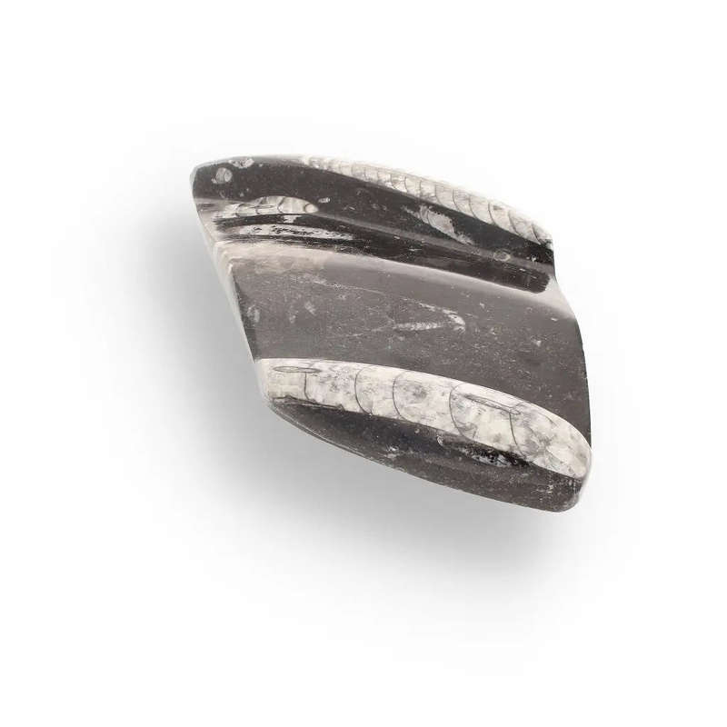 Genuine Orthoceras Fossil from Morocco - Ancient Jet-Propelled Hunter