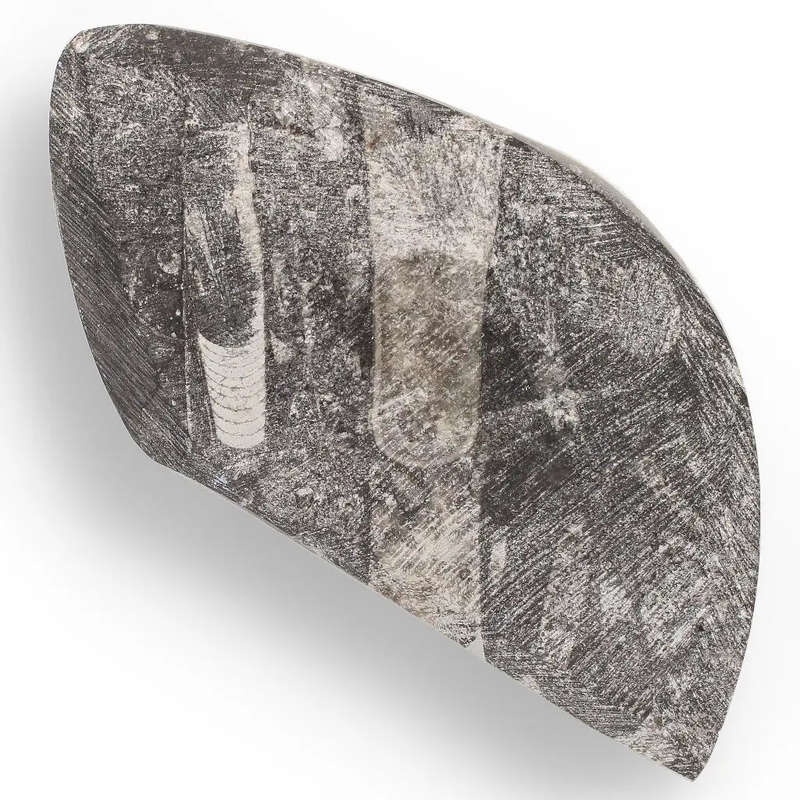 Genuine Orthoceras Fossil from Morocco - Ancient Jet-Propelled Hunter