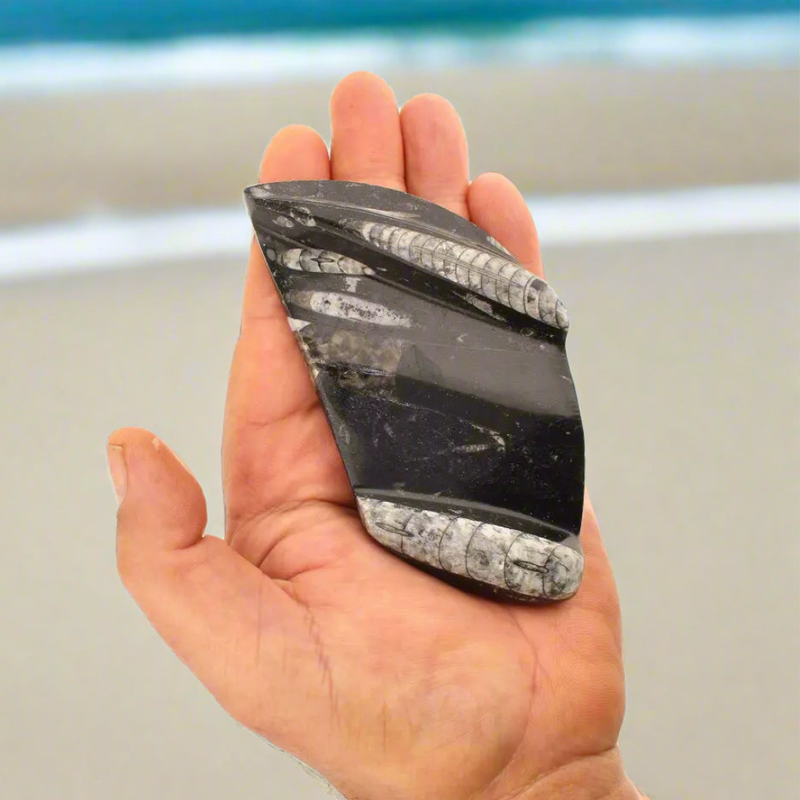 Genuine Orthoceras Fossil from Morocco - Ancient Jet-Propelled Hunter