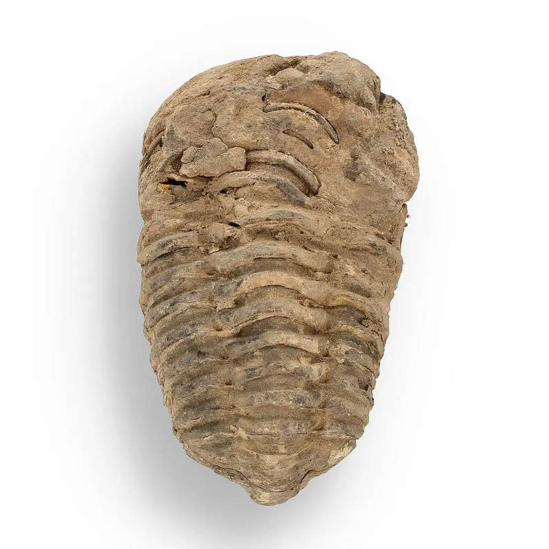 Calymene (Colpocoryphe) Trilobite Fossils  Ancient Ocean Relics