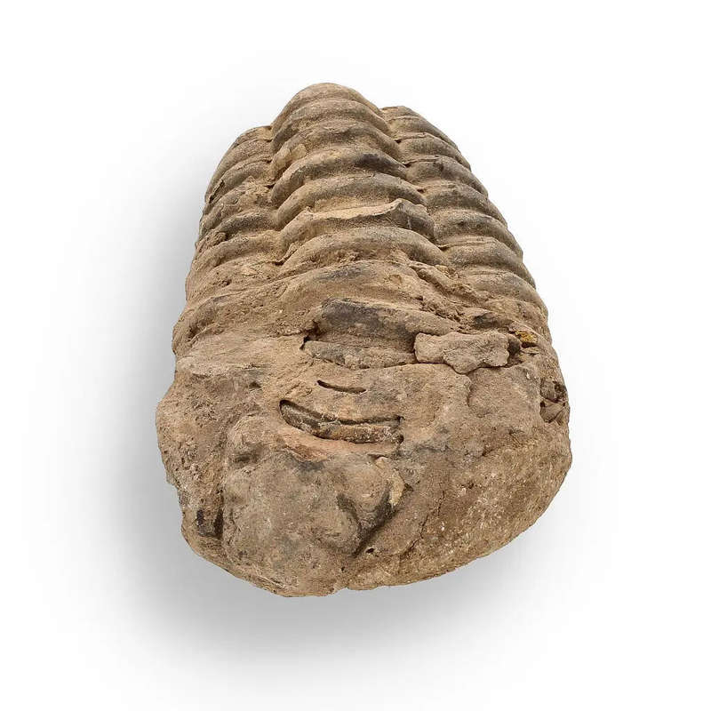 Calymene (Colpocoryphe) Trilobite Fossils  Ancient Ocean Relics