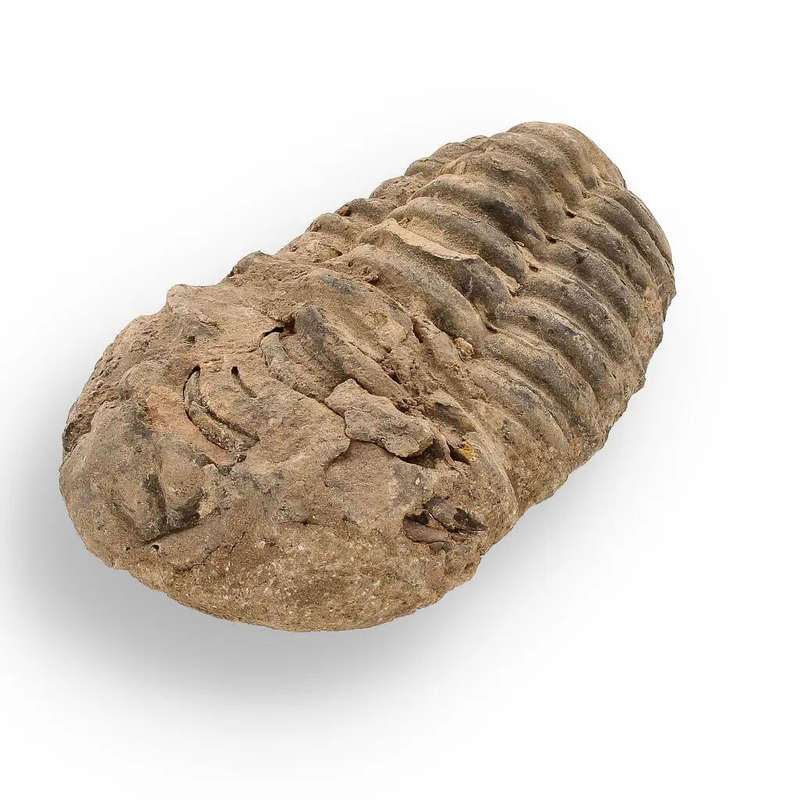 Calymene (Colpocoryphe) Trilobite Fossils  Ancient Ocean Relics