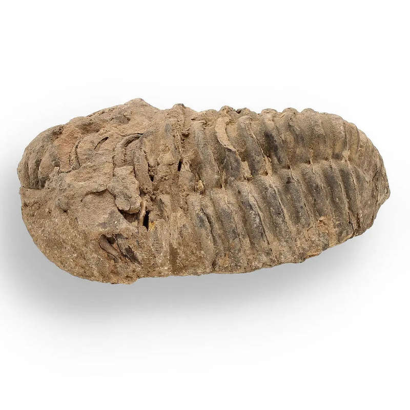 Calymene (Colpocoryphe) Trilobite Fossils  Ancient Ocean Relics