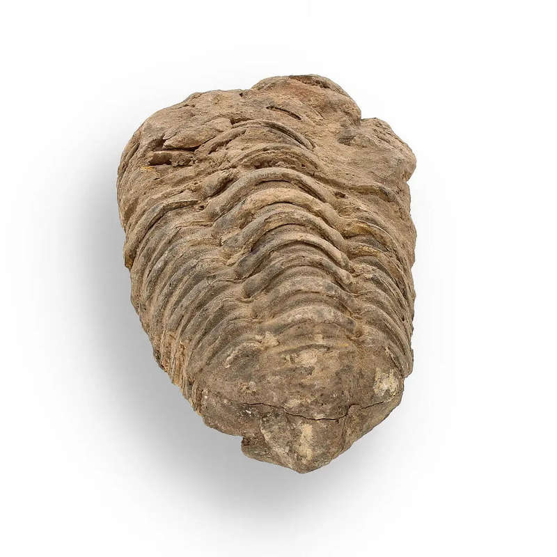 Calymene (Colpocoryphe) Trilobite Fossils  Ancient Ocean Relics