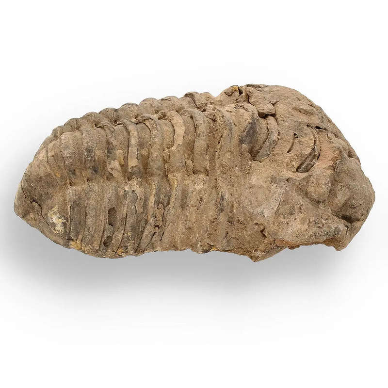 Calymene (Colpocoryphe) Trilobite Fossils  Ancient Ocean Relics