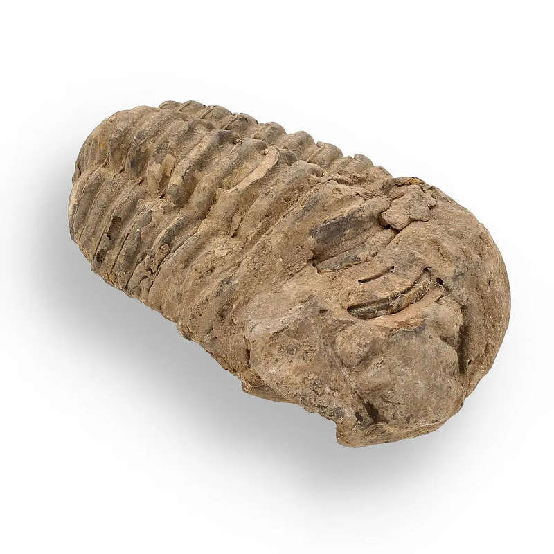 Calymene (Colpocoryphe) Trilobite Fossils  Ancient Ocean Relics