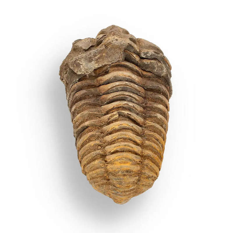 Calymene (Colpocoryphe) Trilobite Fossils  400-Million-Year Marvels