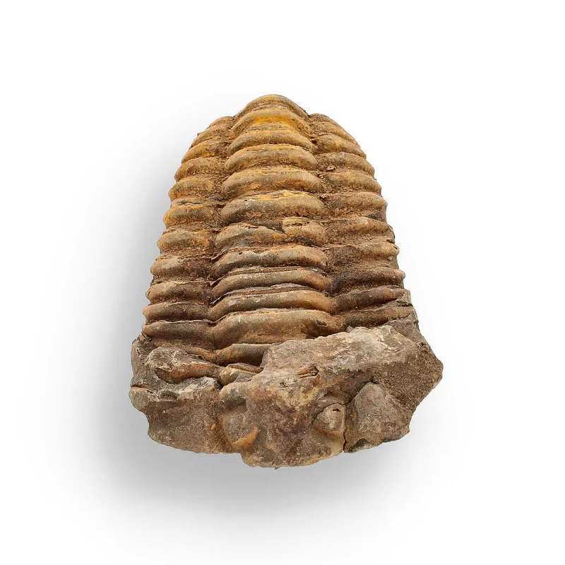 Calymene (Colpocoryphe) Trilobite Fossils  400-Million-Year Marvels