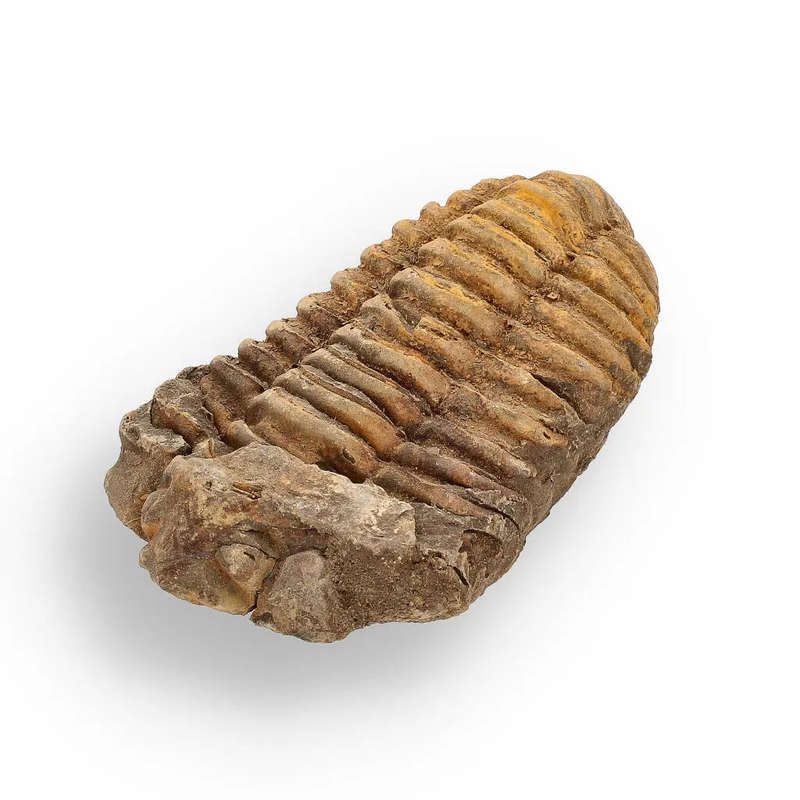 Calymene (Colpocoryphe) Trilobite Fossils  400-Million-Year Marvels