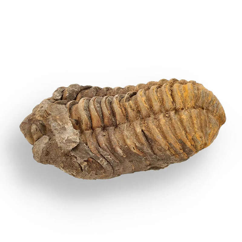 Calymene (Colpocoryphe) Trilobite Fossils  400-Million-Year Marvels