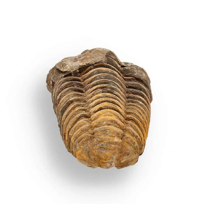 Calymene (Colpocoryphe) Trilobite Fossils  400-Million-Year Marvels
