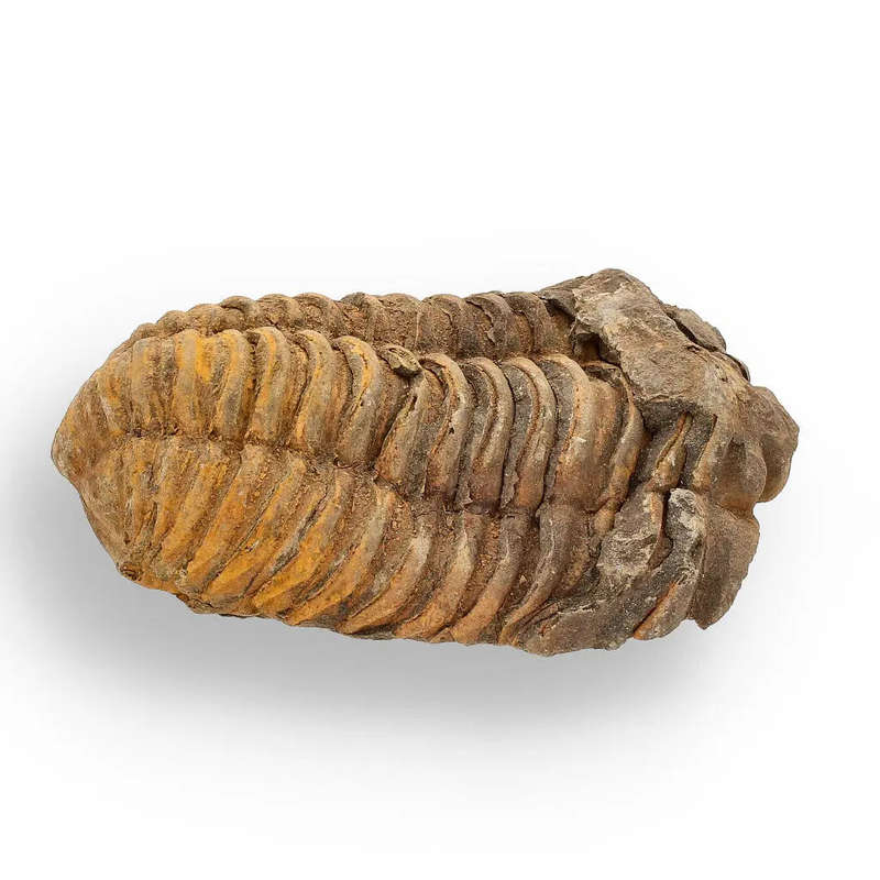 Calymene (Colpocoryphe) Trilobite Fossils  400-Million-Year Marvels