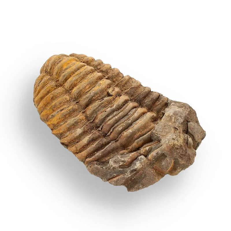 Calymene (Colpocoryphe) Trilobite Fossils  400-Million-Year Marvels