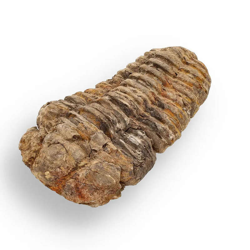 Calymene (Colpocoryphe) Trilobite Fossils  Timeless Cambrian Treasures