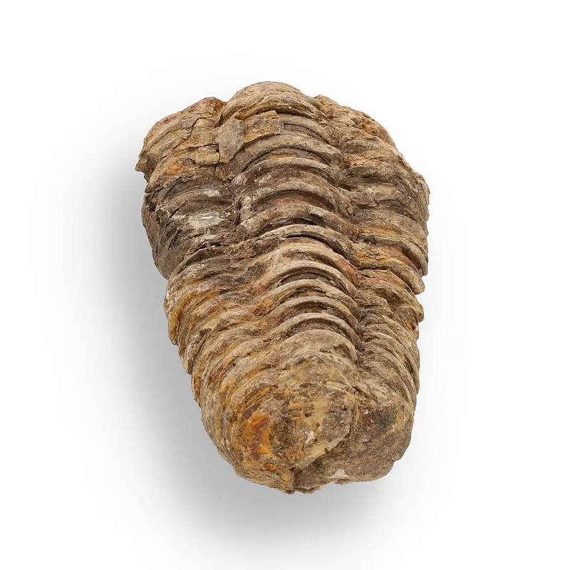 Calymene (Colpocoryphe) Trilobite Fossils  Timeless Cambrian Treasures