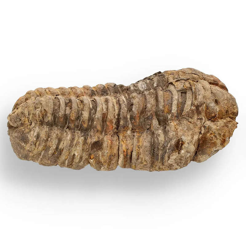 Calymene (Colpocoryphe) Trilobite Fossils  Timeless Cambrian Treasures