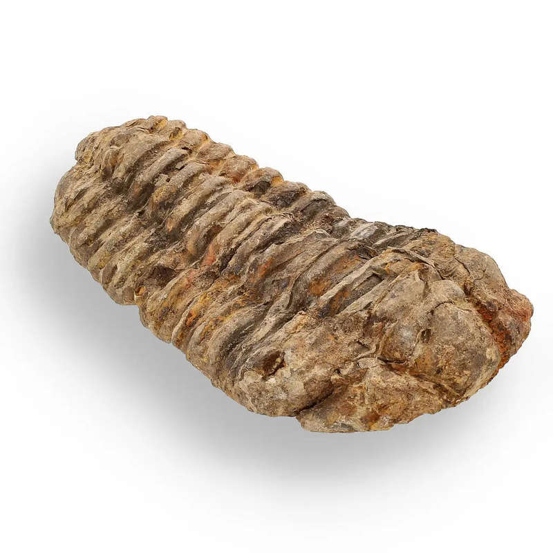 Calymene (Colpocoryphe) Trilobite Fossils  Timeless Cambrian Treasures
