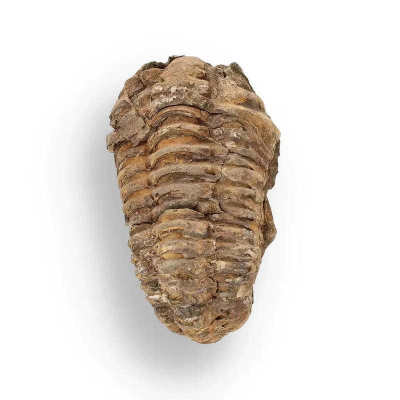 Calymene (Colpocoryphe) Trilobite Fossils  Echoes of Earths Past
