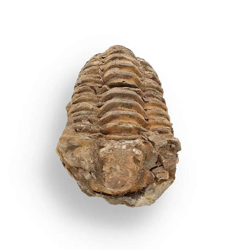 Calymene (Colpocoryphe) Trilobite Fossils  Echoes of Earths Past