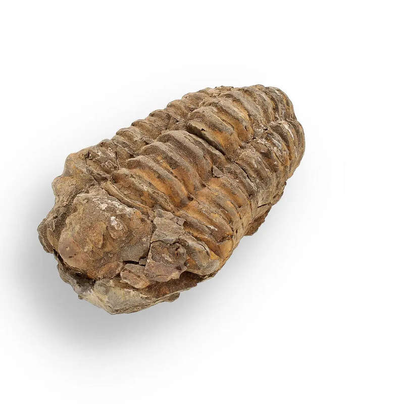 Calymene (Colpocoryphe) Trilobite Fossils  Echoes of Earths Past