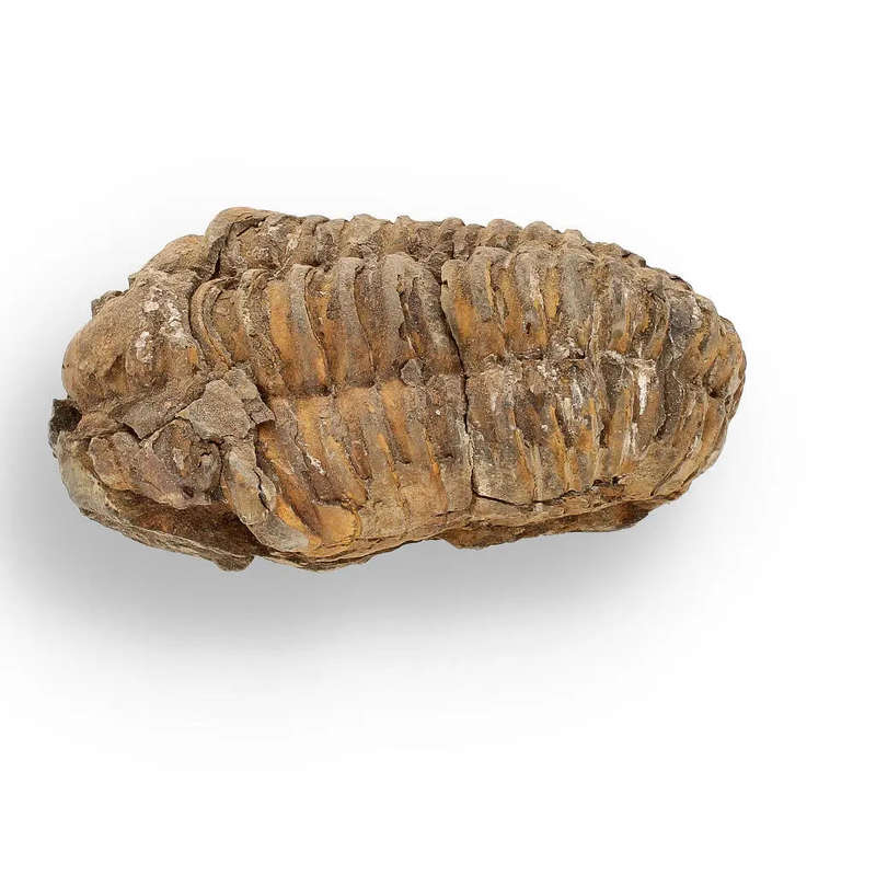 Calymene (Colpocoryphe) Trilobite Fossils  Echoes of Earths Past