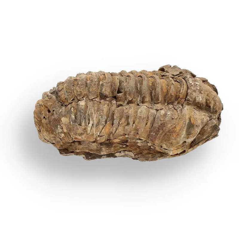 Calymene (Colpocoryphe) Trilobite Fossils  Echoes of Earths Past
