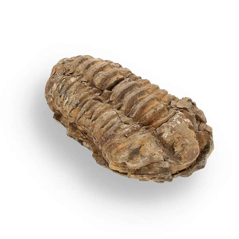 Calymene (Colpocoryphe) Trilobite Fossils  Echoes of Earths Past
