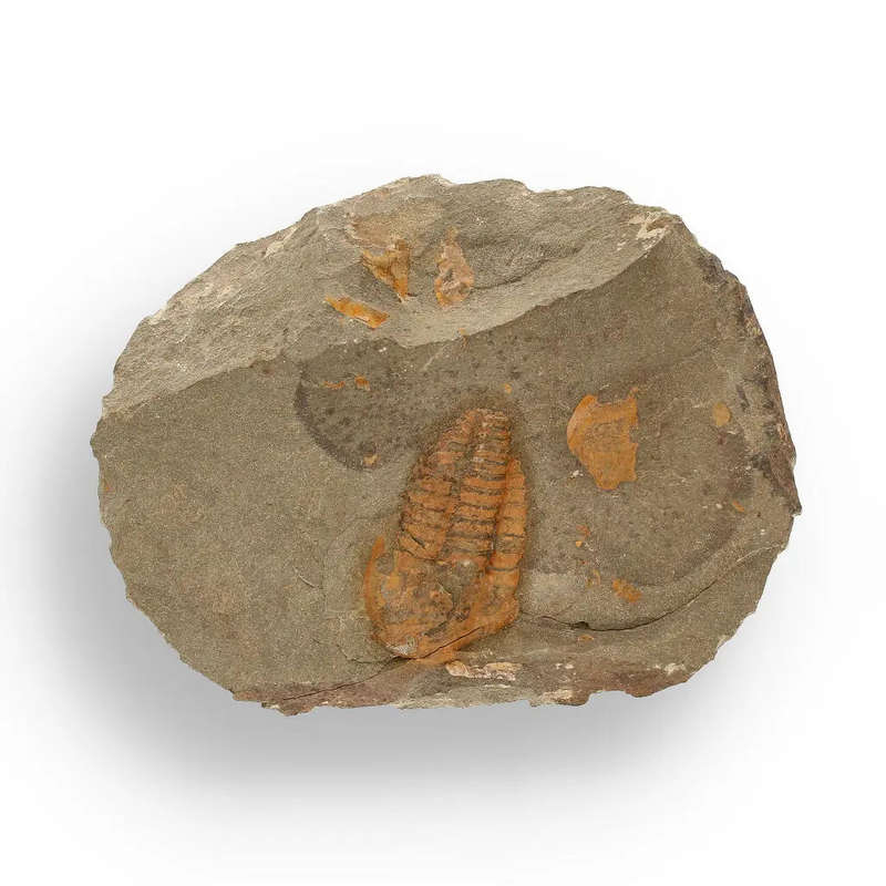 Eoharpes Trilobite Fossil  Devonian Time Capsule!