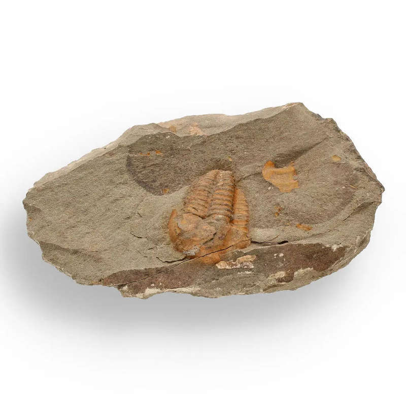 Eoharpes Trilobite Fossil  Devonian Time Capsule!