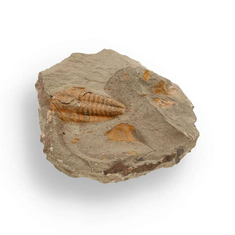 Eoharpes Trilobite Fossil  Devonian Time Capsule!