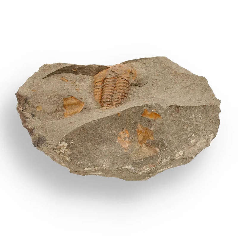 Eoharpes Trilobite Fossil  Devonian Time Capsule!