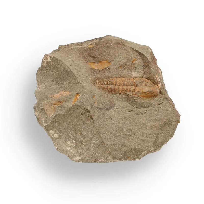 Eoharpes Trilobite Fossil  Devonian Time Capsule!