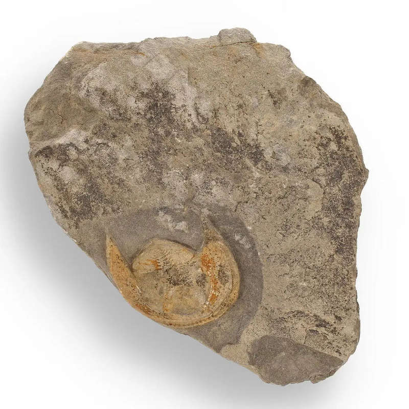 Eoharpes Trilobite Fossil  Harpes Species Preserved Forever!