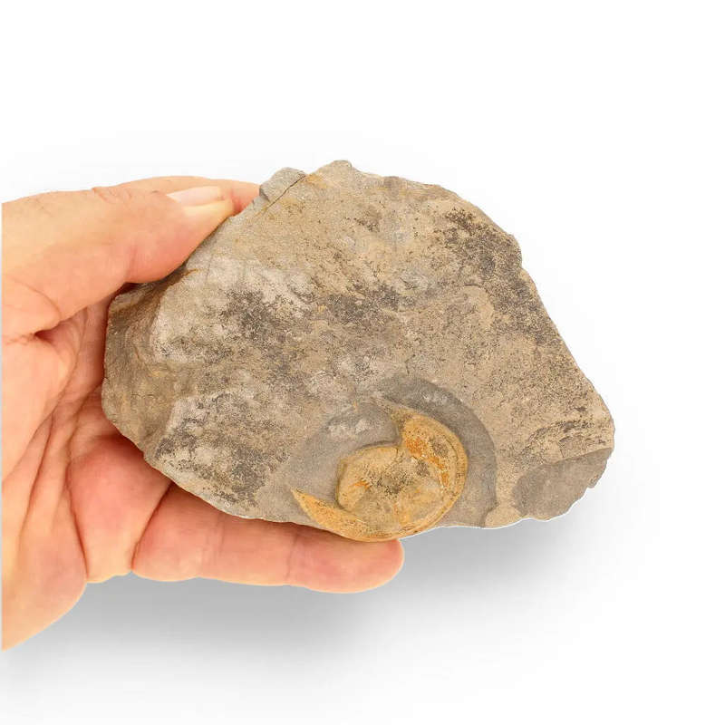 Eoharpes Trilobite Fossil  Harpes Species Preserved Forever!