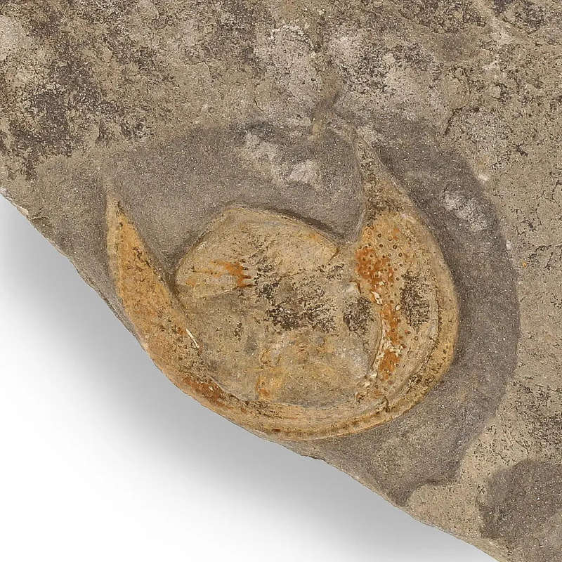 Eoharpes Trilobite Fossil  Harpes Species Preserved Forever!