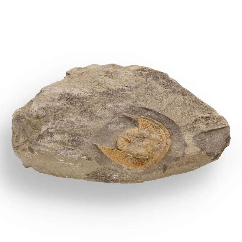 Eoharpes Trilobite Fossil  Harpes Species Preserved Forever!