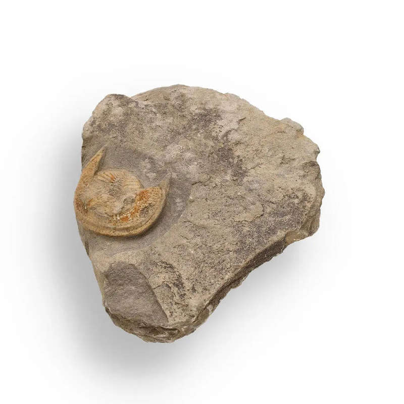 Eoharpes Trilobite Fossil  Harpes Species Preserved Forever!